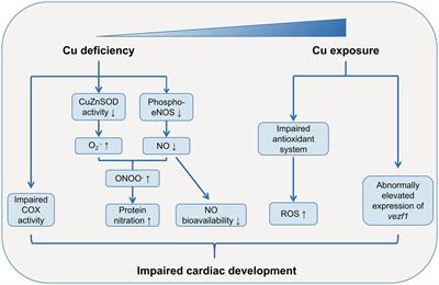Exposure to essential and non-essential trace elements and risks of congenital heart defects: A narrative review